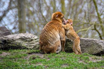 Kussende berber apen moeder en kind