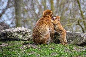 Singes berbères mère et enfant s'embrassant sur Tiny Jegerings