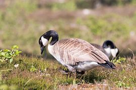 Canada goose