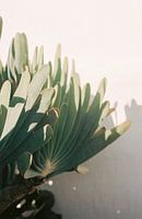 Botanische tuin in Stellenbosch |  Botanische foto print voor aan de muur