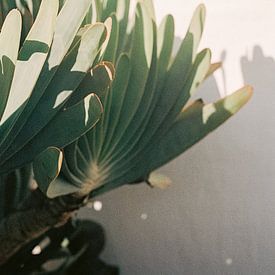 Botanischer Garten in Stellenbosch | Botanischer Fotodruck für an der Wand von Emma van der Schelde