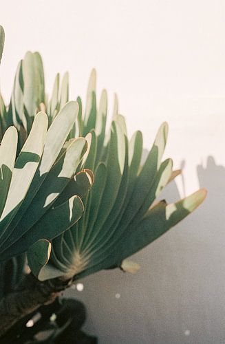 Botanical garden in Stellenbosch | Botanical photo print for on the wall