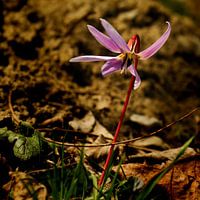 Dansende bloem