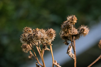 Verblühte Distel