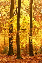 Zonnig bos tijdens een mooie mistige herfstdag van Sjoerd van der Wal Fotografie