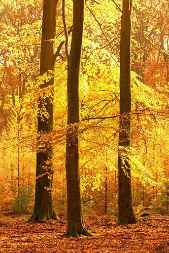 Zonnig bos tijdens een mooie mistige herfstdag