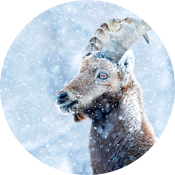 Portret van een Steenbok