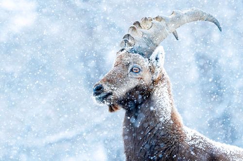 Porträt eines Steinbocks