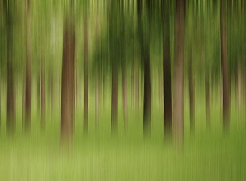 the forest