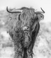 Schottischer Highlander