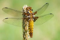 Vrouwelijke platbuik (libelle)