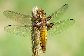 Ventre plat féminin sur Tim Emmerzaal