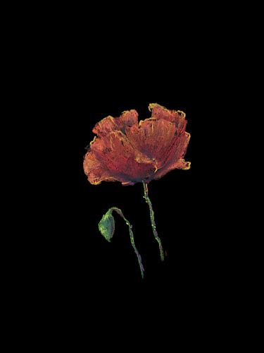 Coquelicot rouge sur fond noir Peinture au pastel