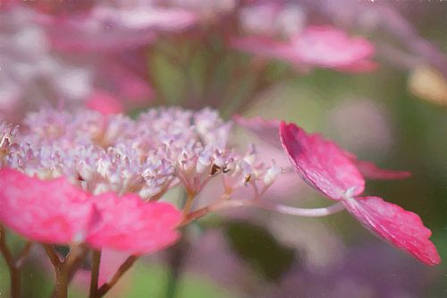 Hortensia