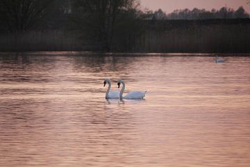 Swans double by Christel Smits