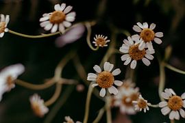 Flowers by Denny Lerch