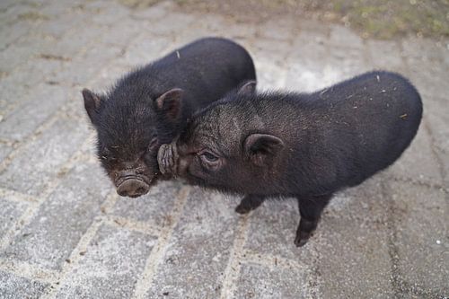 Mini biggetje bij zijn eerste uittocht op de boerderij.