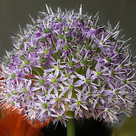 Blume inmitten der Natur von Rijk van de Kaa