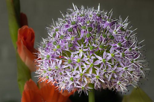 Flower in the middle of nature
