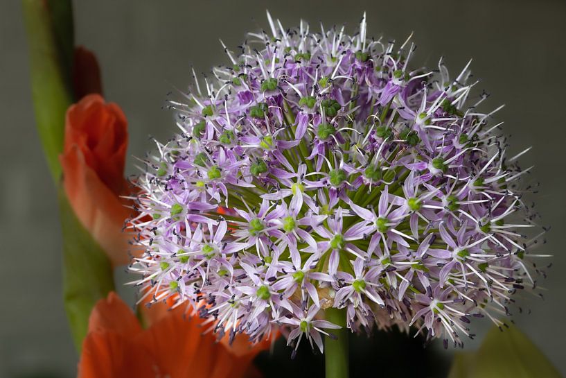 Bloem midden in de natuur in Nederland. van Rijk van de Kaa