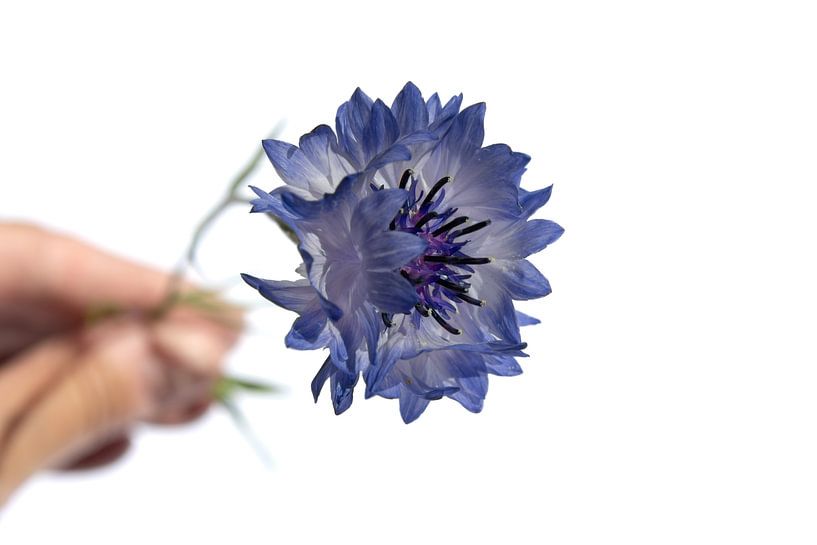 Cornflower by Foto Studio Labie