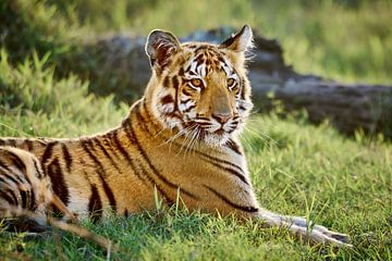 junger Indischer Tiger