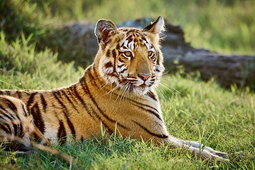 junger Indischer Tiger