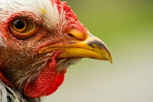 Kip portret - Imponeren