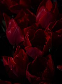 Nahaufnahme: Rote Tulpen in der Sonne von Anke Croonen