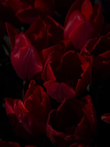 Gros plan sur des tulipes rouges au soleil