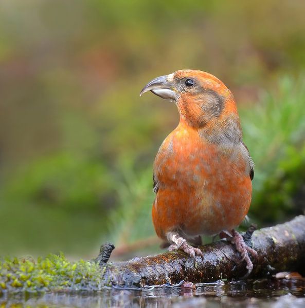 Een vleugje vuur aan de vijver van Zeno Swijtink