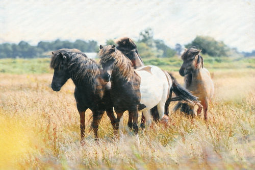 Young horses in a stunning scene set against the golden-yellow grass of the meadow landscape