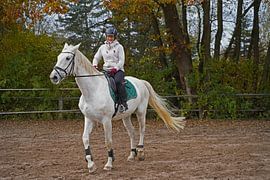Training with the white horse on a riding arena in autumn