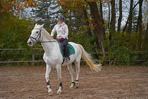 Training met het witte paard op een rijbak in de herfst