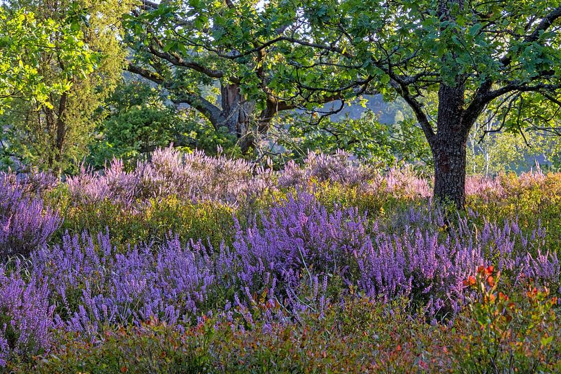 Lüneburger Heide zur Heideblüte von Katrin May