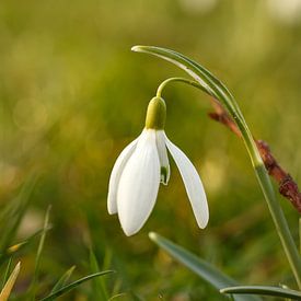 Sneeuwklokje sur Ester Dammers