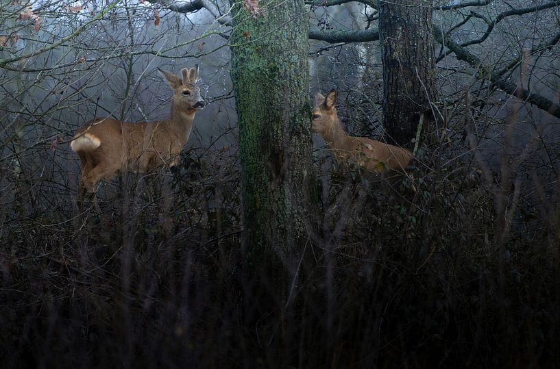 Reebokje &amp; Reegeit by arnemoonsfotografie