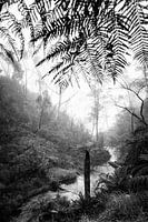Regenwoud in de mist XII