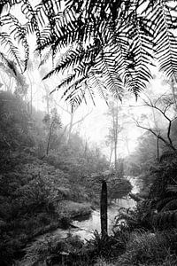 Forêt tropicale dans le brouillard XII sur Ines van Megen-Thijssen