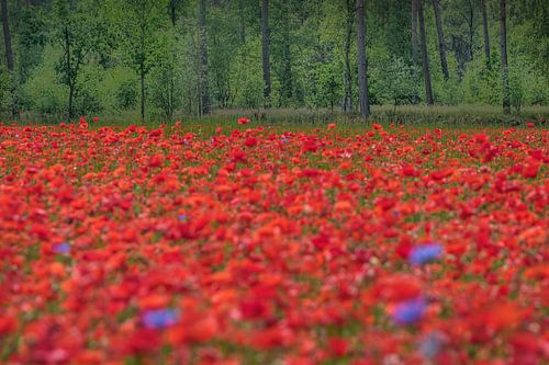 Poppy Field
