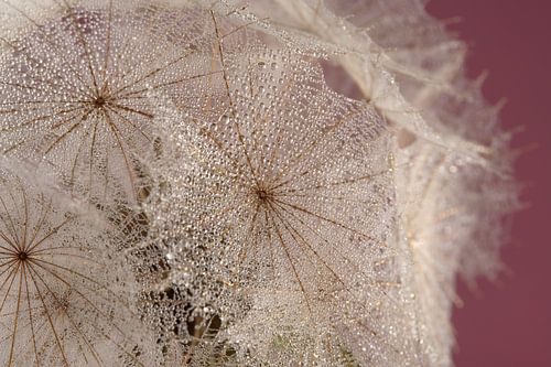 Gouttes sur un morceau de peluche sur fond violet