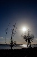 Silhouette von Bäumen