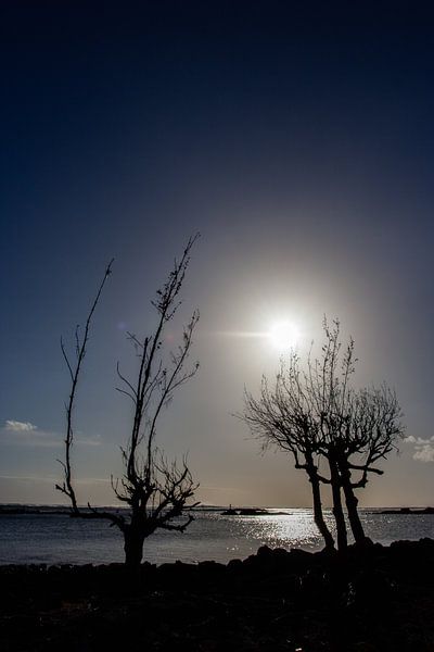 Silhouette of trees by Eric van Duijn