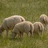 Sheep in the pasture. by Tanja van Beuningen