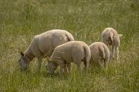Schafe auf der Wiese. von Tanja van Beuningen Miniaturansicht