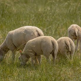 Schafe auf der Wiese. von Tanja van Beuningen