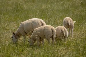 Schafe auf der Wiese. von Tanja van Beuningen