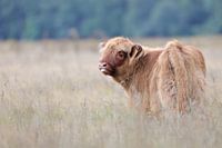 Scottish Highlander calf