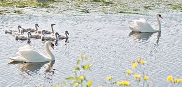 zwanenfamilie van Miny'S