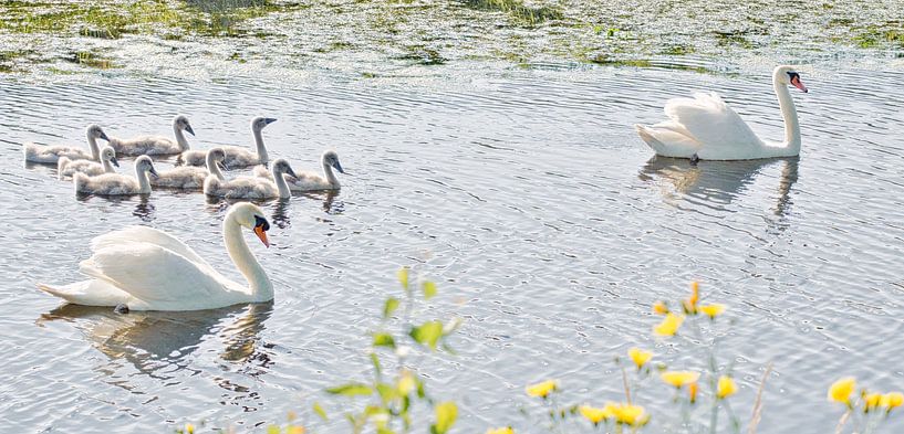 zwanenfamilie van Miny'S